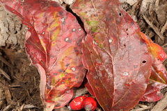 Sphaerulina cornicola