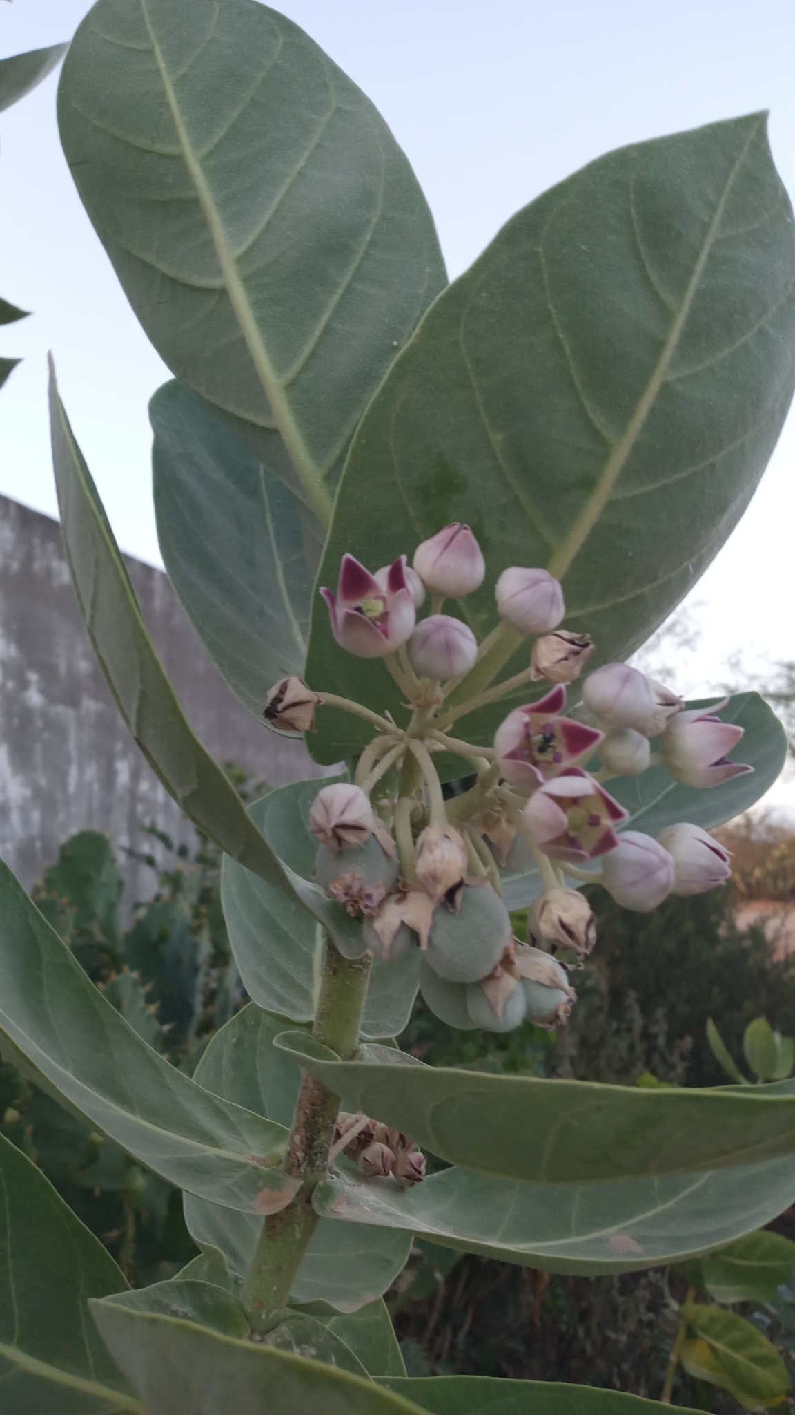 Calotropis procera