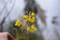 Calceolariaceae
