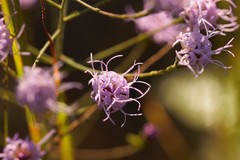 Liatris gracilis