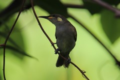 Microptilotis gracilis