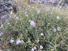 Penstemon fruticiformis amargosae