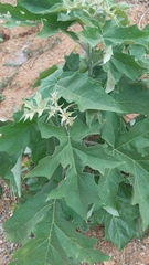 Solanum paniculatum