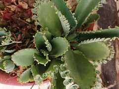Kalanchoe