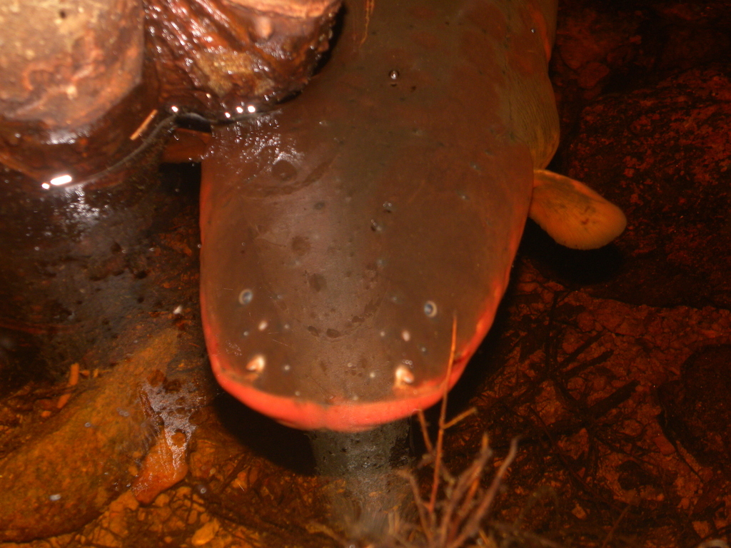 Sidderaal (Electrophorus electricus) — Gymnotidae