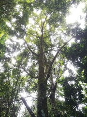 Calophyllum brasiliense