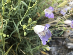 Penstemon fruticiformis amargosae