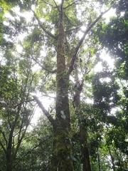 Calophyllum brasiliense