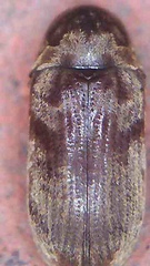 Methemus griseipilus