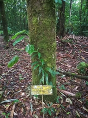 Calophyllum brasiliense