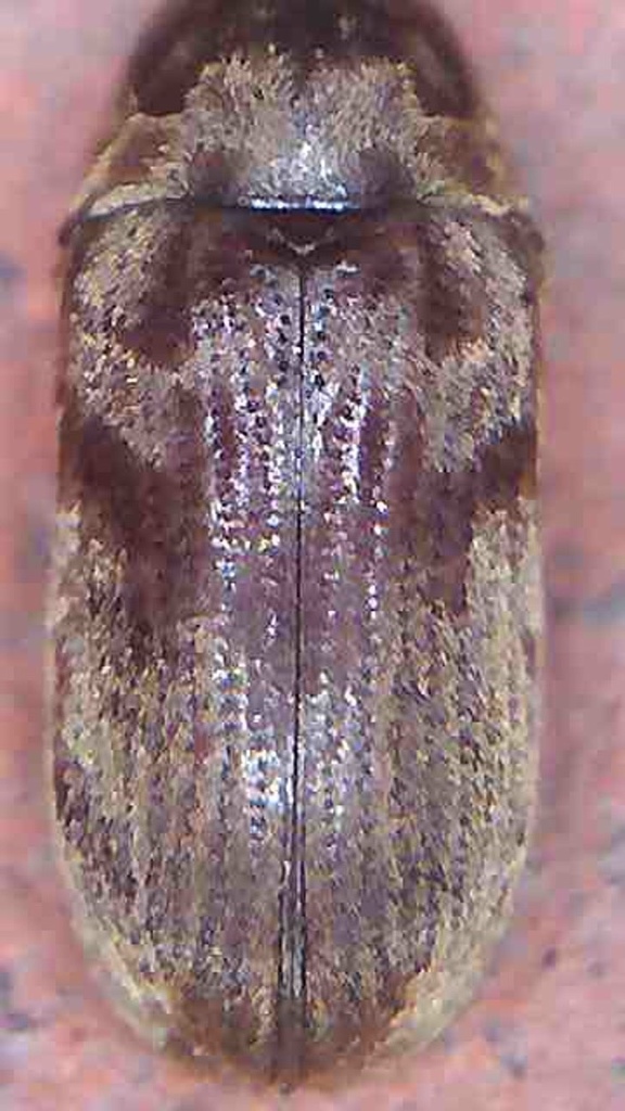 Methemus griseipilus