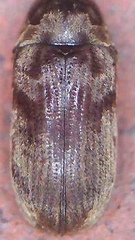Methemus griseipilus