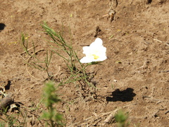 Nierembergia rigida