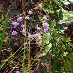 Liatris gracilis