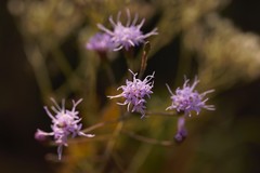 Liatris gracilis