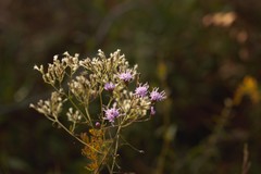 Liatris gracilis