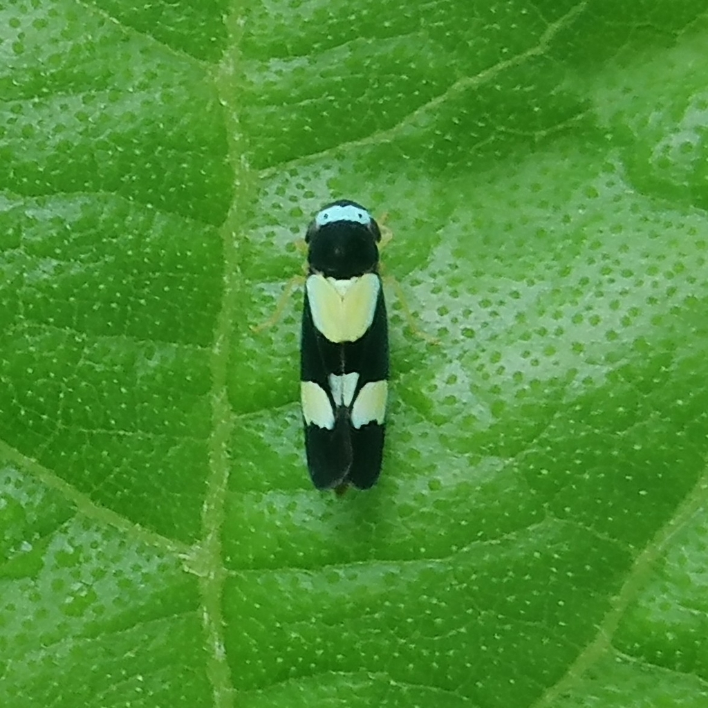 Segonalia steinbachi