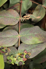 Erysiphe hyperici
