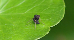 Chrysopilus basilaris