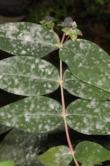 Erysiphe hyperici