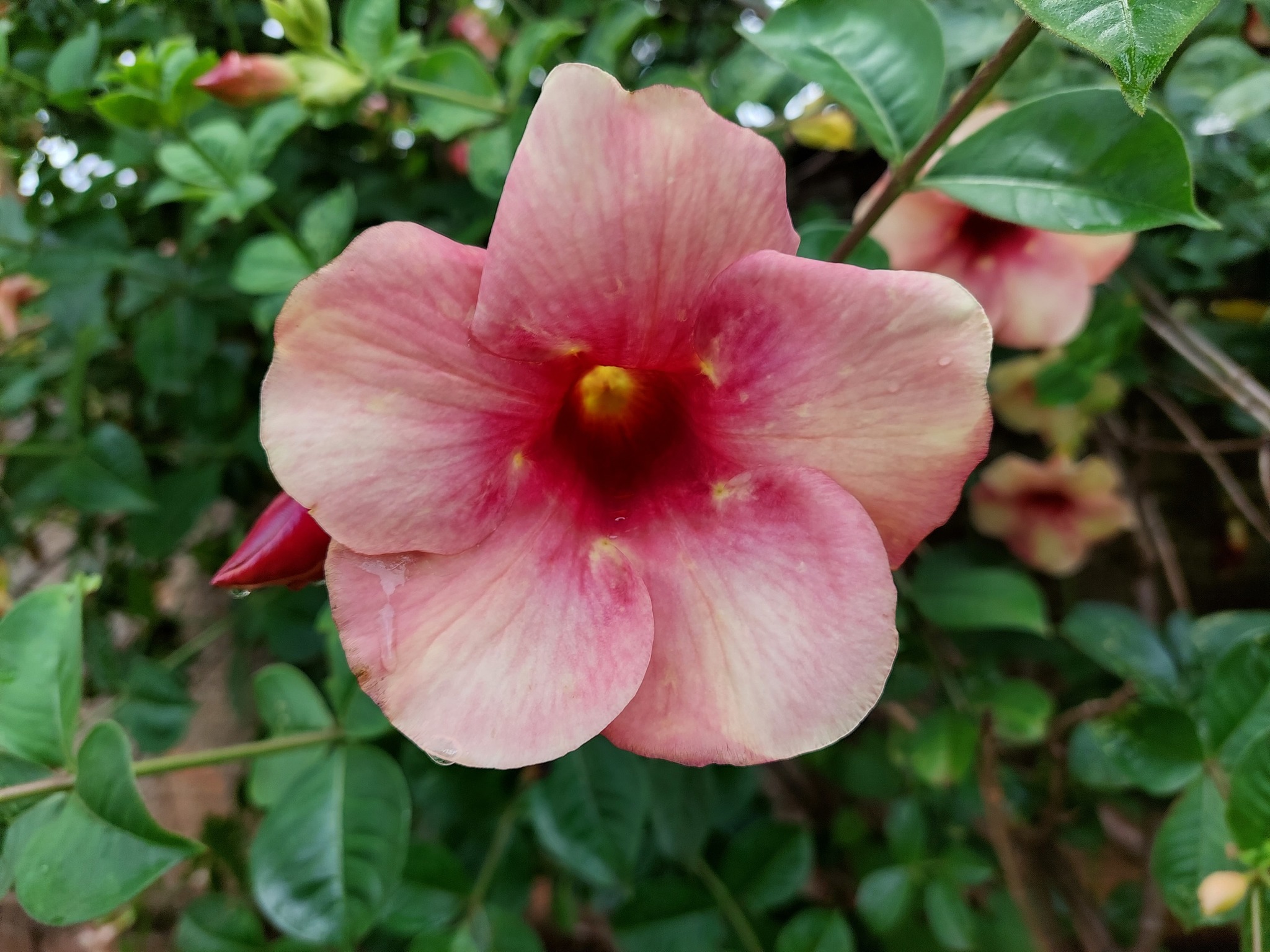 Allamanda blanchetii