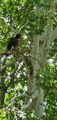 Strepera graculina