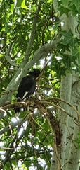 Strepera graculina