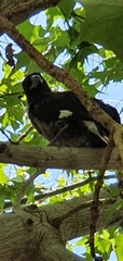 Strepera graculina