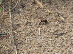 Traumatomutilla ocellaris