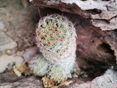 Escobaria chihuahuensis