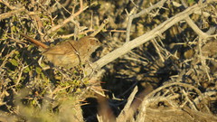 Ochetorhynchus phoenicurus