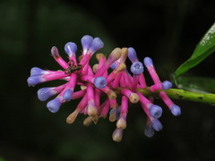 Aechmea gamosepala