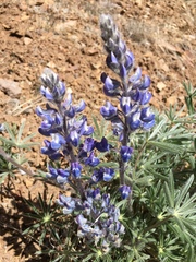 Lupinus nevadensis