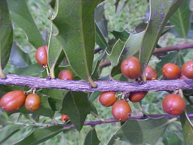 Especie