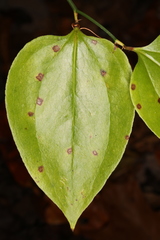 Pseudocercospora smilacicola