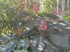 Phlogacanthus curviflorus