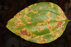 Pseudocercospora smilacicola