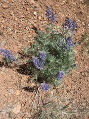 Lupinus nevadensis