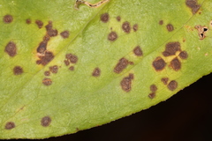 Pseudocercospora smilacicola