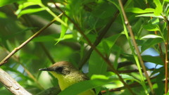 Pseudocolopteryx citreola