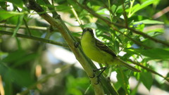 Pseudocolopteryx citreola