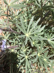 Lupinus nevadensis