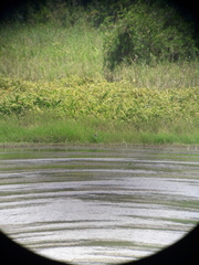 Ardea purpurea manilensis