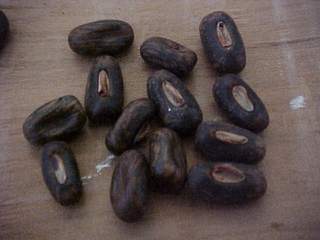 Erythrina crista-galli