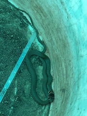 Hierophis viridiflavus