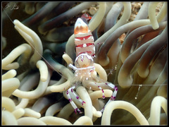 Ancylomenes speciosus