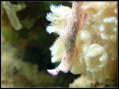 Pseudoceros goslineri