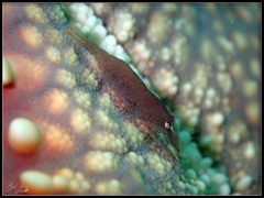 Zenopontonia noverca