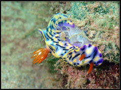 Hypselodoris zephyra