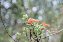 Clinopodium tomentosum